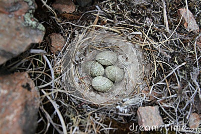 Horned Lark (or shore lark) nest among willow Stock Photo