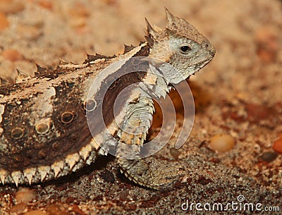 Horned Lizard Stock Photo