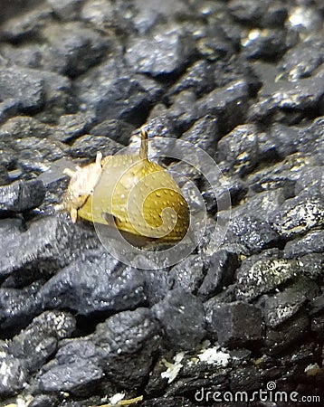 Horned nerite snail crawling on black substrate in aquarium Stock Photo