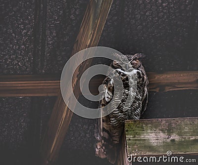 Horned Owl Napping in the Barn Stock Photo