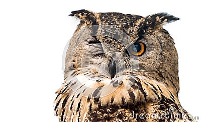 The horned owl with one open eye. Isolated on a white Stock Photo