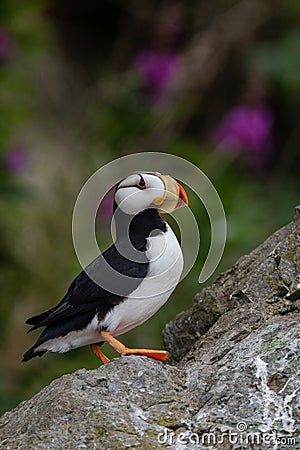 Horned Puffin portrait Stock Photo