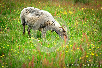 A Horned Ram (Adult Male Sheep) Eating Grass in The Summer Meadow Stock Photo