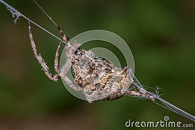 Horned cross spider - Araneus Angulatus Stock Photo