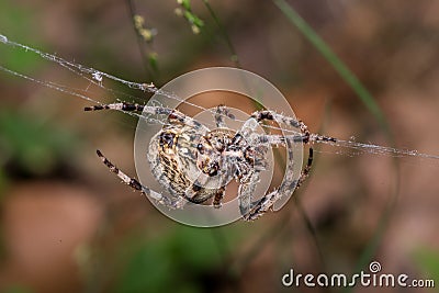 Spider spins web - Araneus Angulatus Stock Photo