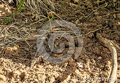 Horned Toad Crawls Over Sandy Trail Stock Photo