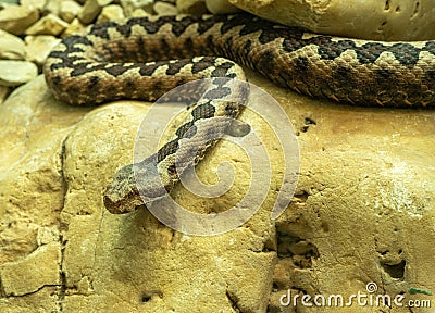 Horned Viper, Long-nosed Viper or Common Sand Adder Stock Photo