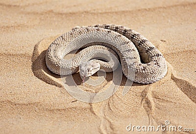 Horned Viper Ready to Strike Stock Photo