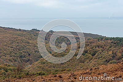 Horner woods in Somerset Stock Photo