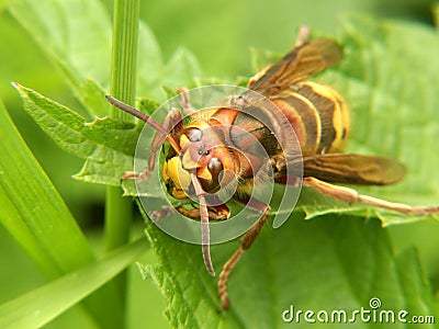 European hornet Stock Photo