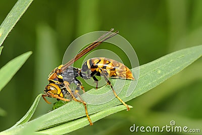 Hornet Stock Photo