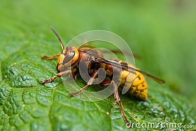 Hornet Stock Photo