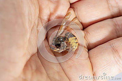 Hornet bites a manâ€™s hand on a white background Stock Photo