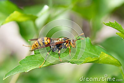 Hornet Stock Photo