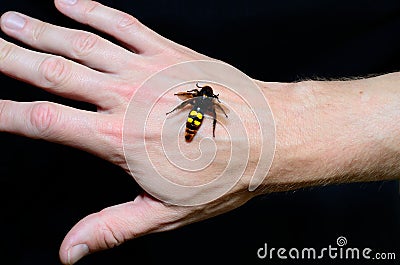 Hornet on the hand Stock Photo
