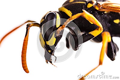 Hornet head isolated Stock Photo