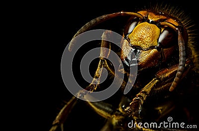 Hornet head Stock Photo