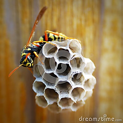 Hornet with honeycomb Stock Photo