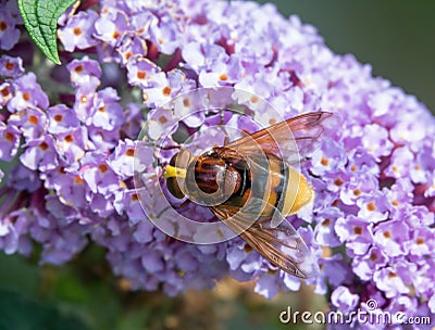 Hornet Mimic Hoverfly Stock Photo