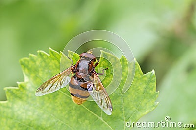 Hornet mimic hoverfly, Volucella zonaria, a Batesian mimic, Valle del Anapo, Sicily, Italy Stock Photo