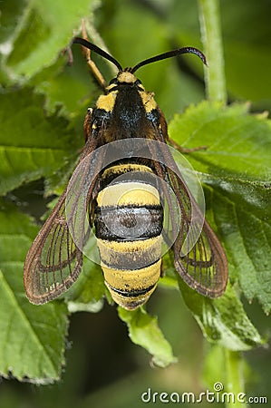 Hornet Moth Sesia apiformis,butterfly Stock Photo