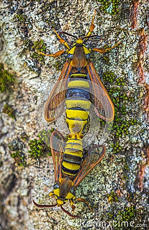 Hornet Moth - Sesia apiformis, mating process of butterflies Stock Photo