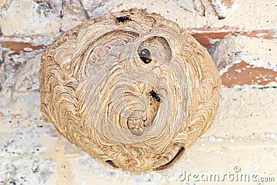 Hornet nest Stock Photo