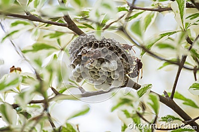 Hornet nest Stock Photo