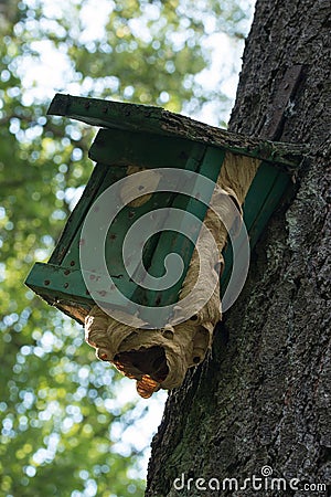 Hornet Nest Insect Bird House Stock Photo