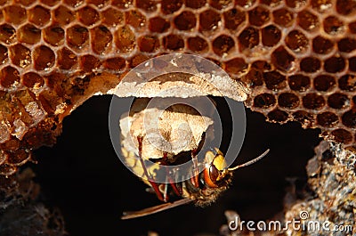 Hornet (Vespa crabro) at a nest. Stock Photo