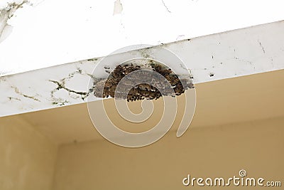 Hornets` nests and wasps The nest is hanging Stock Photo