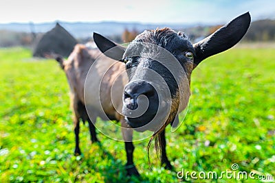hornless female tribal goat of brown color of English breed on m Stock Photo