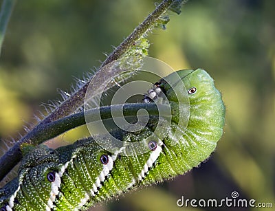 Hornworm Foraging on Tomato Plant Stock Photo