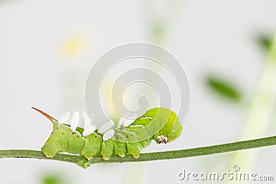 Hornworm with parasite pupae Stock Photo