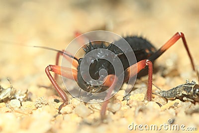 Horrid king assasin bug Stock Photo