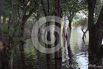 The horrific scenes of water and trees in the forest Stock Photo