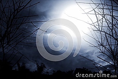 Horror background forest at night Stock Photo