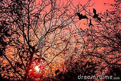 Horror concept image. Sunset through tree branches without leaves. Flying bats silhouettes as Halloween or vampire symbols Stock Photo