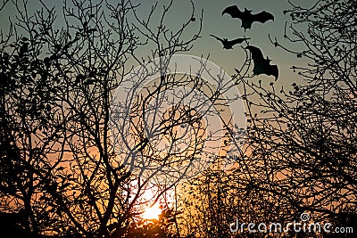 Horror concept image. Sunset through tree branches without leaves. Flying bats silhouettes as Halloween or vampire symbols Stock Photo