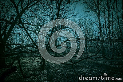 Horror dense ghostly dark forest. Scary creepy night landscape with clumsy tree branches against the backdrop of the moonlight, Stock Photo