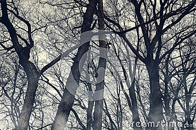 Horror foggy trees silhouettes wallpaper. Halloween mystery woodland with mysterious fog. Spooky scenery with misty shadow. Moody Stock Photo