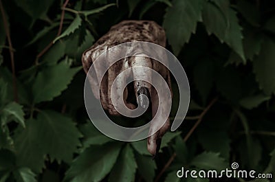 Horror and Halloween theme: terrible dirty hand with black fingernails zombie crawls out of green leaves, walking dead apocalypse Stock Photo