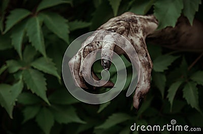 Horror and Halloween theme: terrible dirty hand with black fingernails zombie crawls out of green leaves, walking dead apocalypse Stock Photo