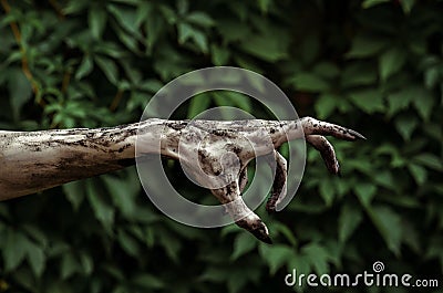 Horror and Halloween theme: Terrible zombie hands dirty with black nails reaches for green leaves, walking dead apocalypse Stock Photo