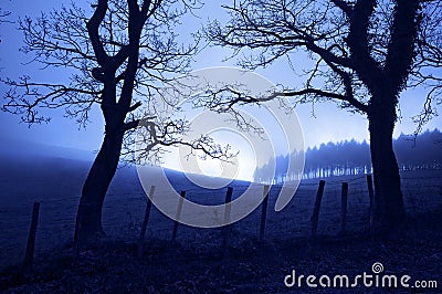 Horror landscape at night with creepy trees Stock Photo