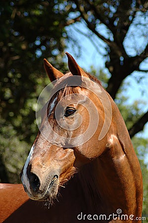 Horse Stock Photo