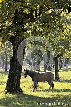 Horse Stock Photo