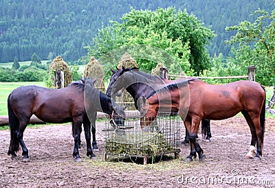 Horse Stock Photo