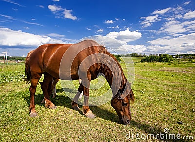 Horse Stock Photo