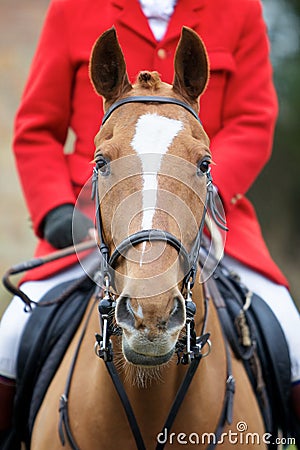 Horse Stock Photo